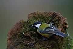 David Plant Photography - Wildlife Photographer - Great tit - H